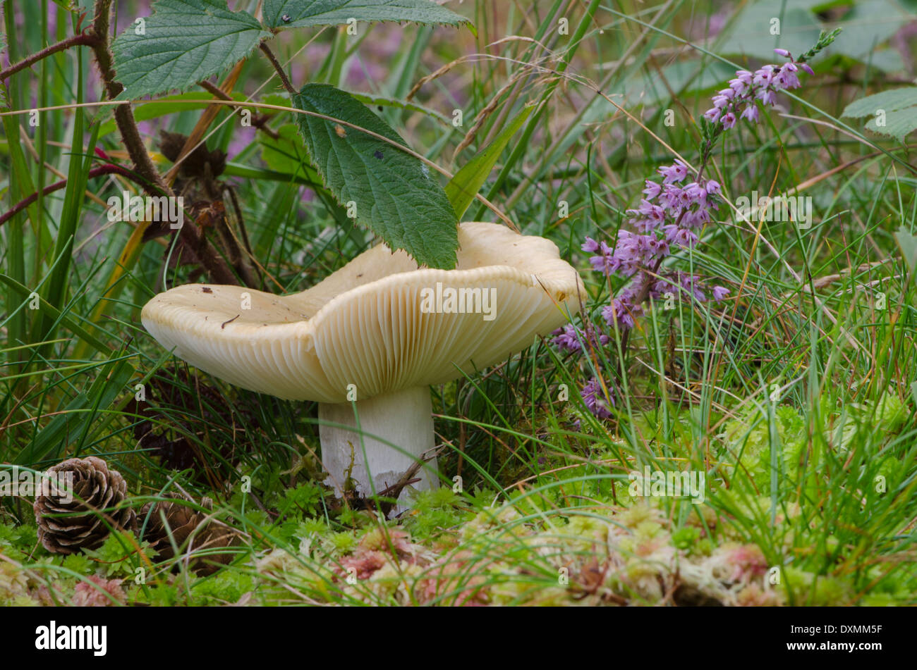 Scena di funghi in un legno di pennini Foto Stock