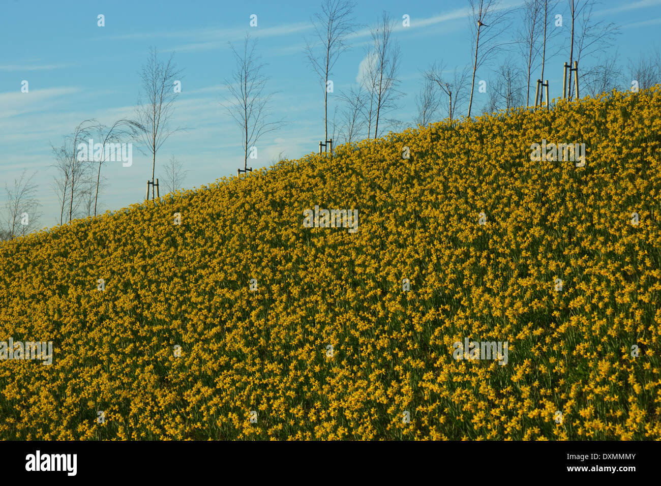 Giunchiglie daffodil giallo/blu Foto Stock