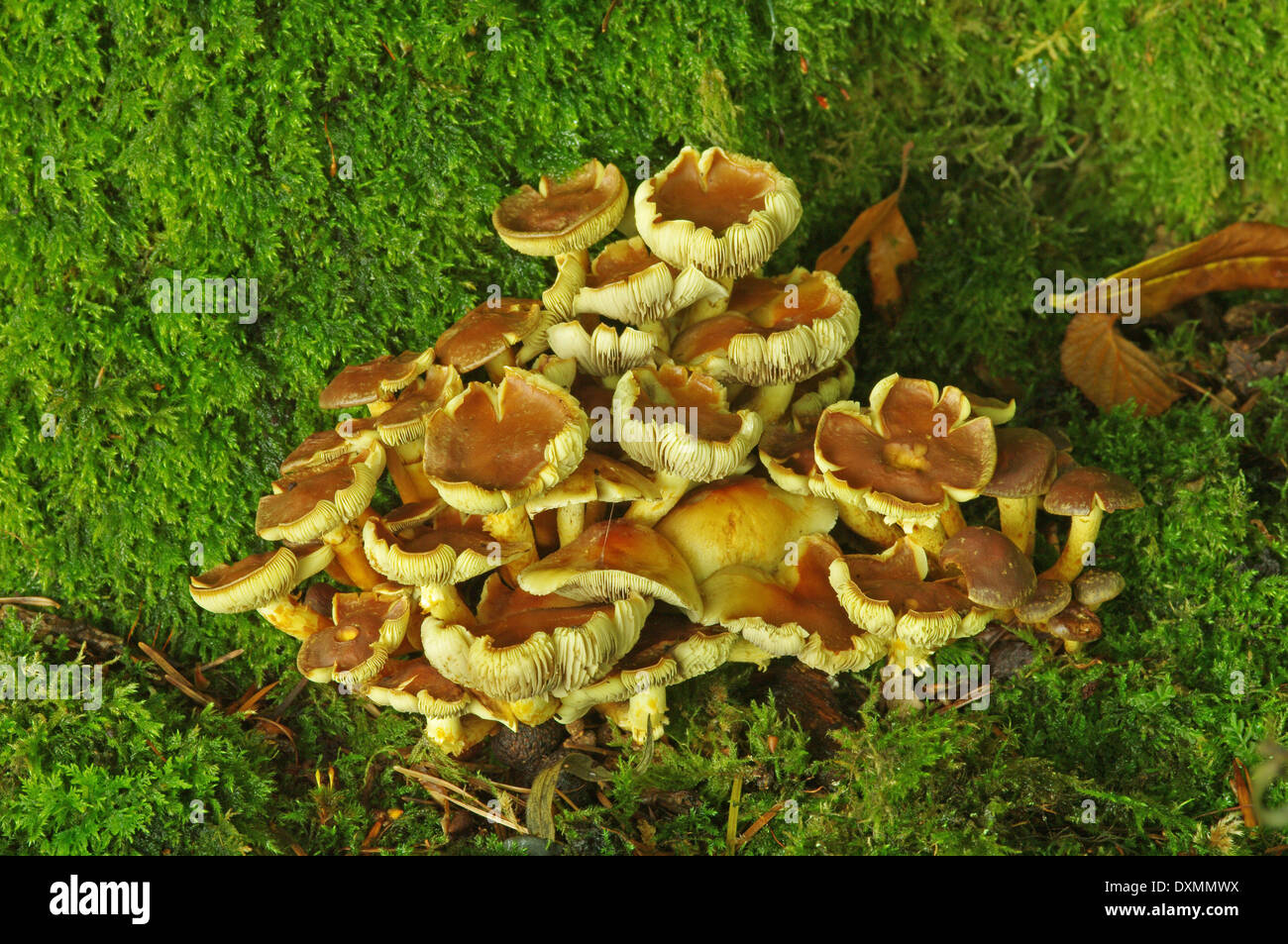 Ciuffo di zolfo - Hypholoma fasciculare Foto Stock