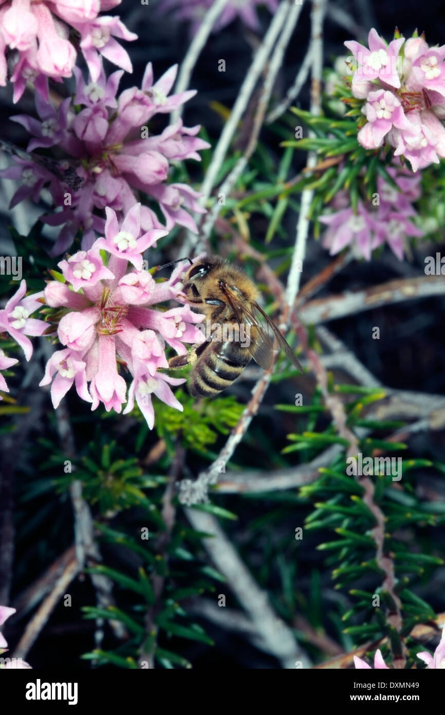 Il miele Bee-Apis mellifera- raccogliere il polline da Phylica lachnaeoides fiori-famiglia Rhamnaceae Foto Stock