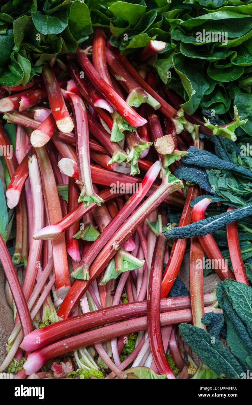 Rabarbaro - Rheum rhabarbarum Foto Stock