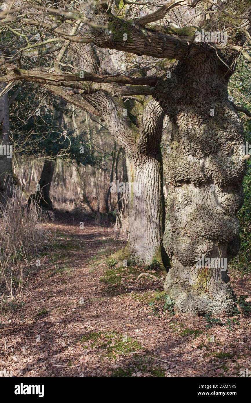 Inglese alberi di quercia (Quercus robur). Serie di tronchi di alberi che crescono lungo la linea di un tempo di una siepe. Hickling. Norfolk. Regno Unito. Foto Stock
