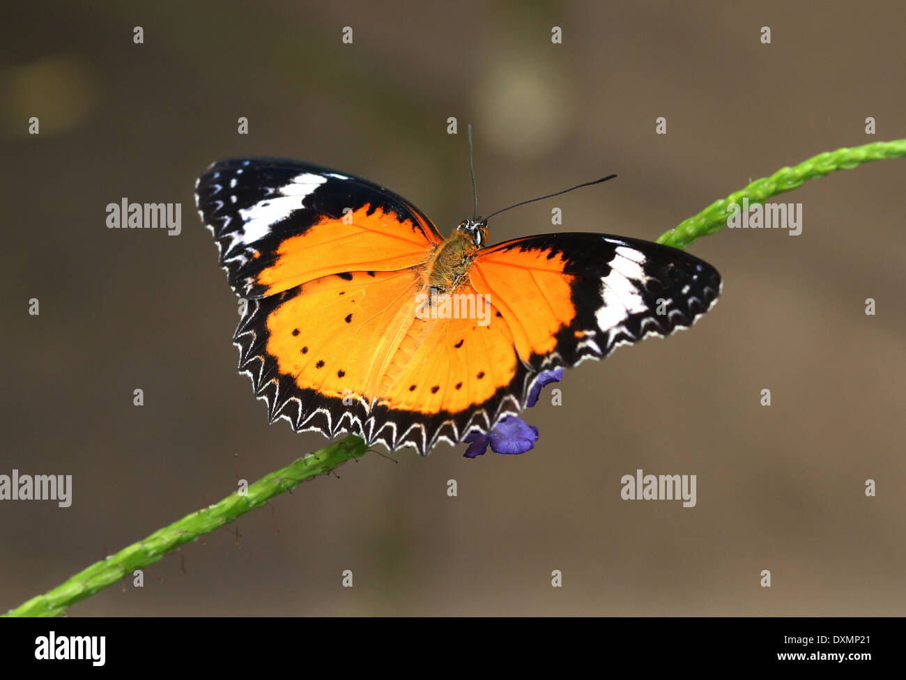 Leopard Lacewing (Cethosia cyane) foraggio su un fiore tropicale Foto Stock