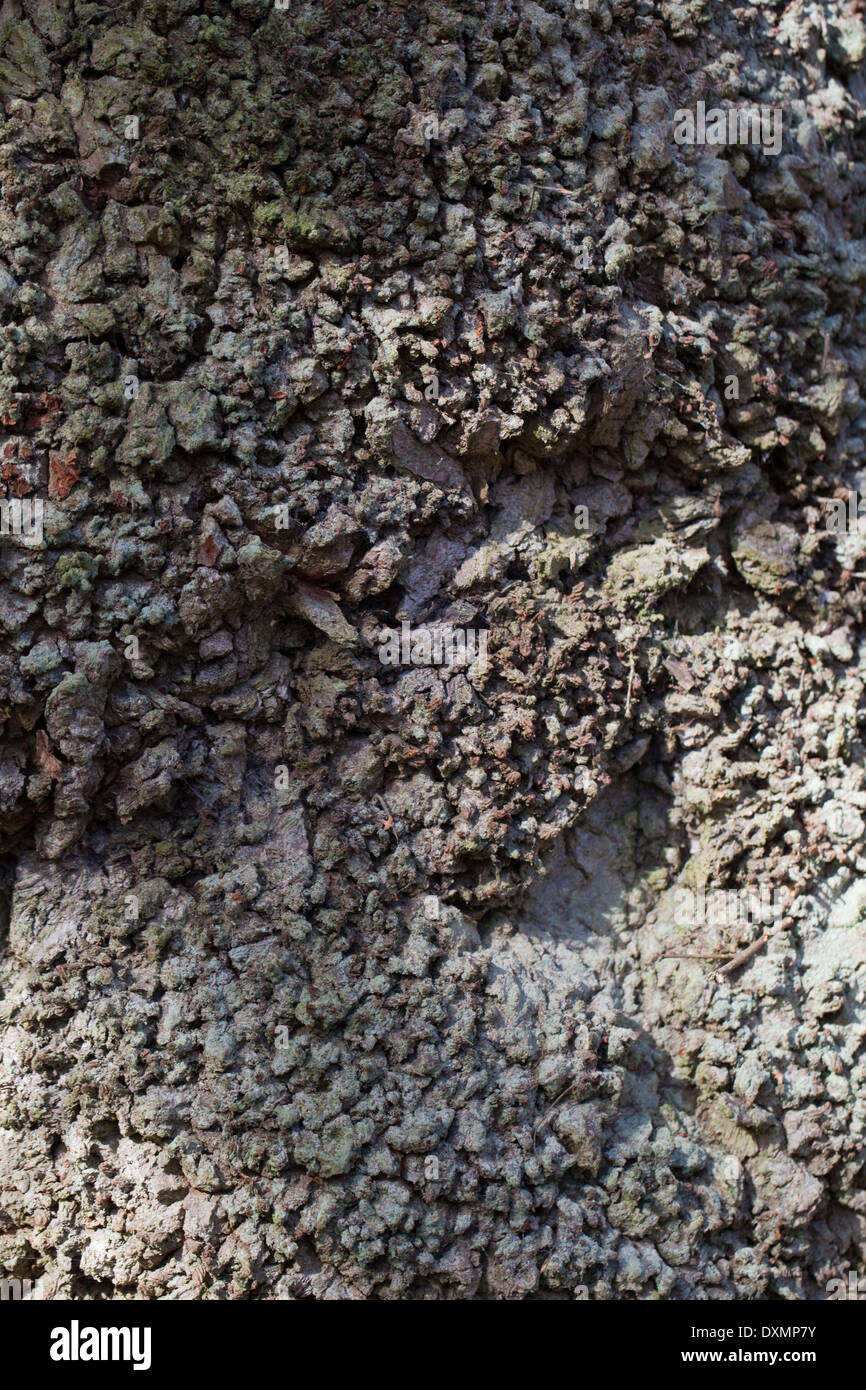 Comune, Pedunculate o Farnia (Quercus robur). Il tronco di un albero maturo. Mostra anormale, la corteccia a trama verso la base. Foto Stock