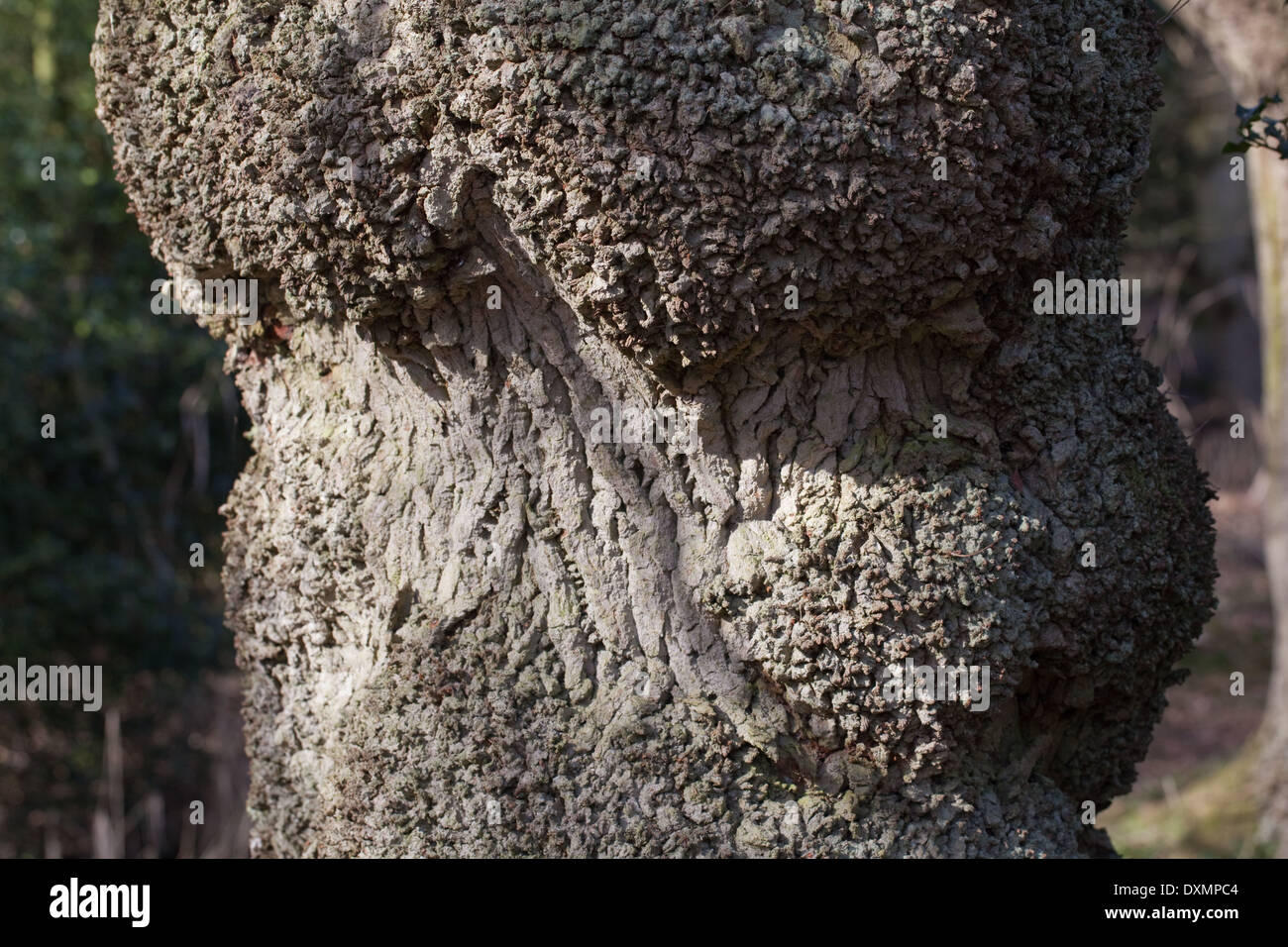 Comune, Pedunculate o Farnia (Quercus robur). Il tronco di un albero maturo. Mostra anormale, la corteccia a trama verso la base. Foto Stock