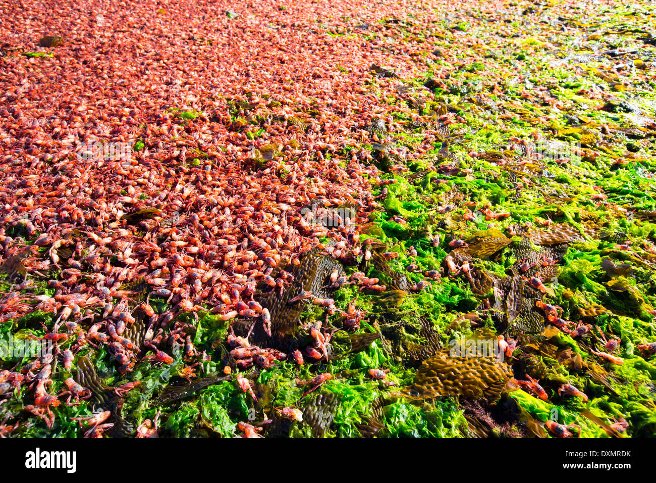 Squat sub antartiche aragoste, Munida subrugosa, lavato a terra in Ushuaia, Tierra del Fuego, in Argentina. Foto Stock