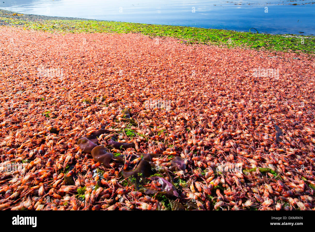 Squat sub antartiche aragoste, Munida subrugosa, lavato a terra in Ushuaia, Tierra del Fuego, in Argentina. Foto Stock