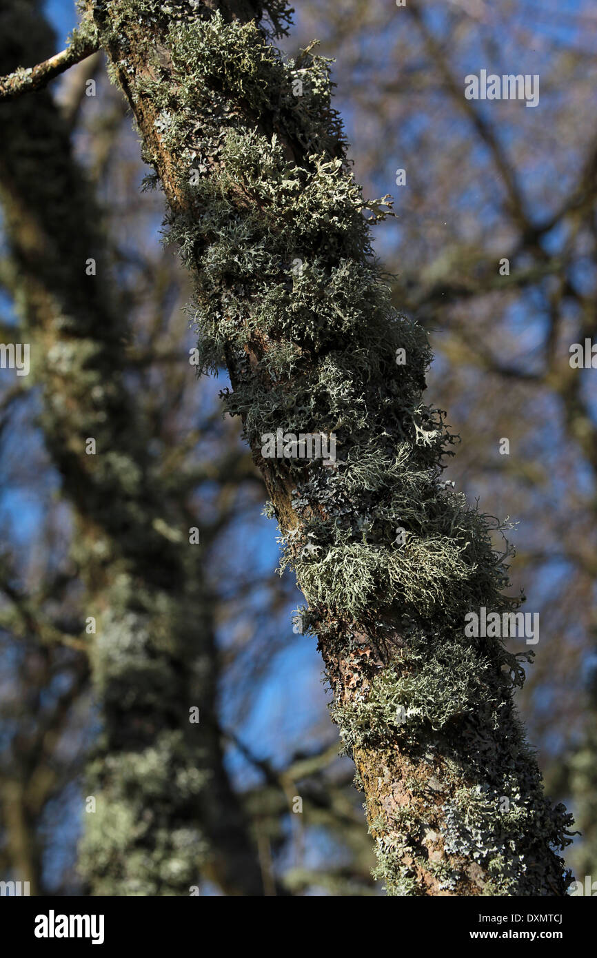 Tronco di albero con il lichen, sovrastante la antica allagata a Titchfield Canal a Meon Shore. Foto Stock