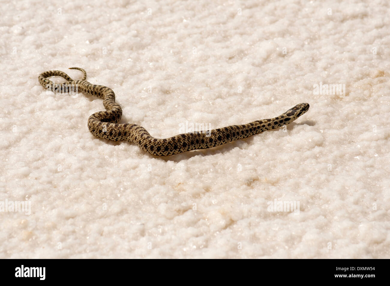 ASIA, la Turchia, Anatolia centrale, Salt Lake (Tuz Gölű), sale cobra Foto Stock