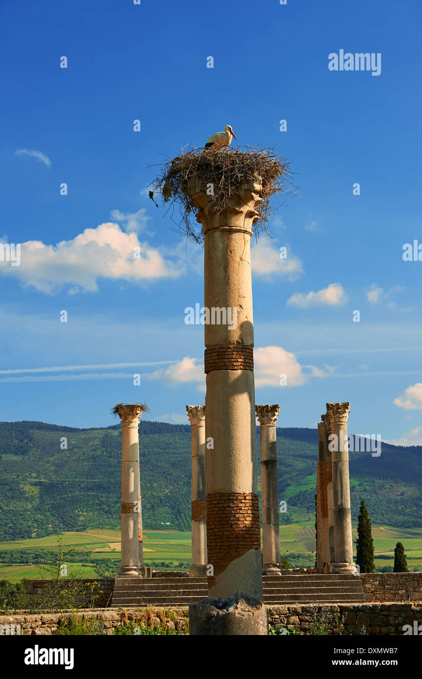 Le colonne corinzie del Tempio Capitolino, Volubilis Sito Archeologico, vicino a Meknes, Marocco Foto Stock