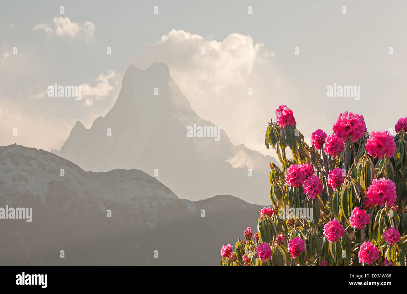 Picco di Machapuchare (6993 m) con molla di intensa fioritura dei rododendri in primo piano. Foto Stock