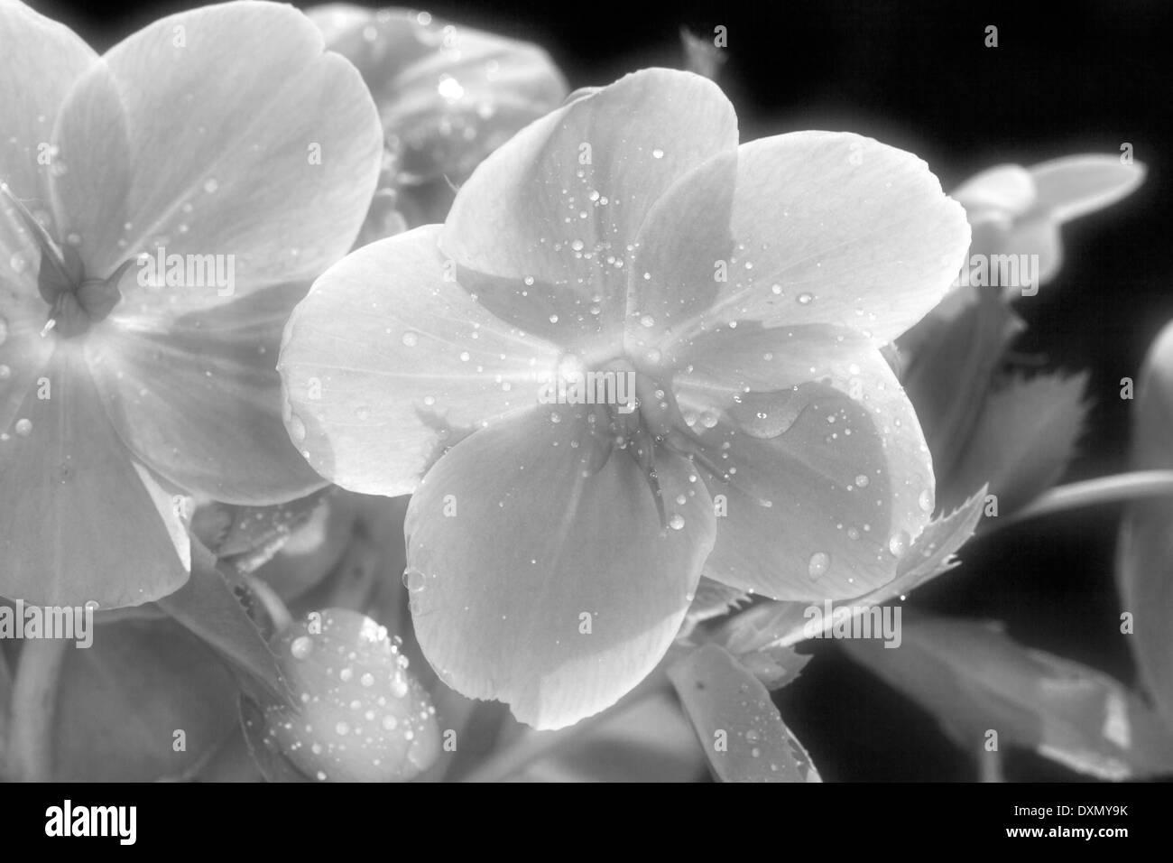 Helleborus argutifolius, verde fiore a forma di coppa, Novato, CALIFORNIA, STATI UNITI D'AMERICA Foto Stock