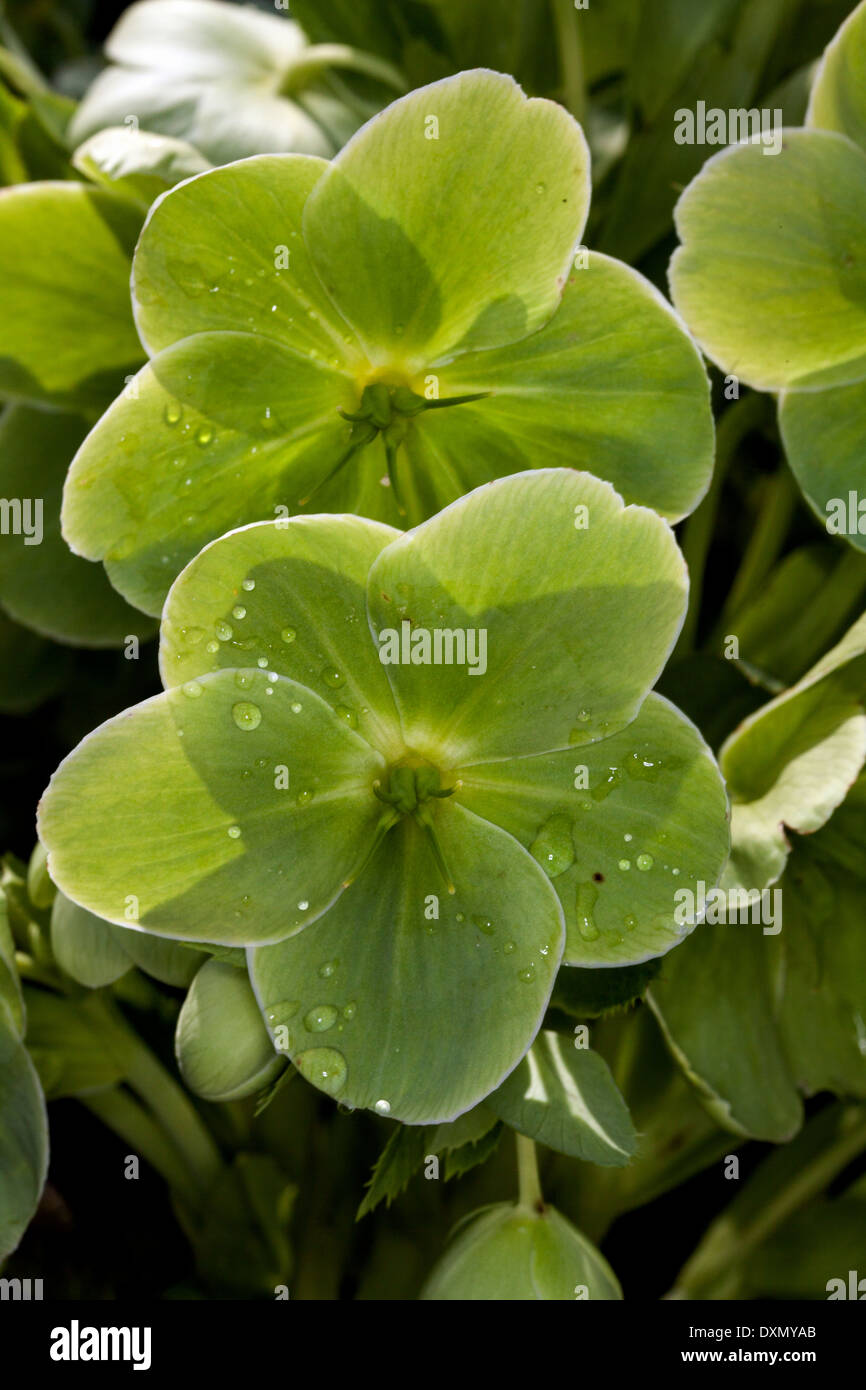 Helleborus argutifolius, verde fiore a forma di coppa, Novato, CALIFORNIA, STATI UNITI D'AMERICA Foto Stock