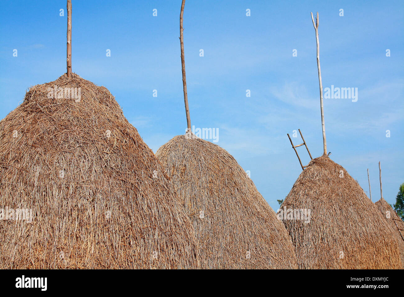 Gruppo di paglia nel campo di riso dopo la reap con sfondo cielo Foto Stock