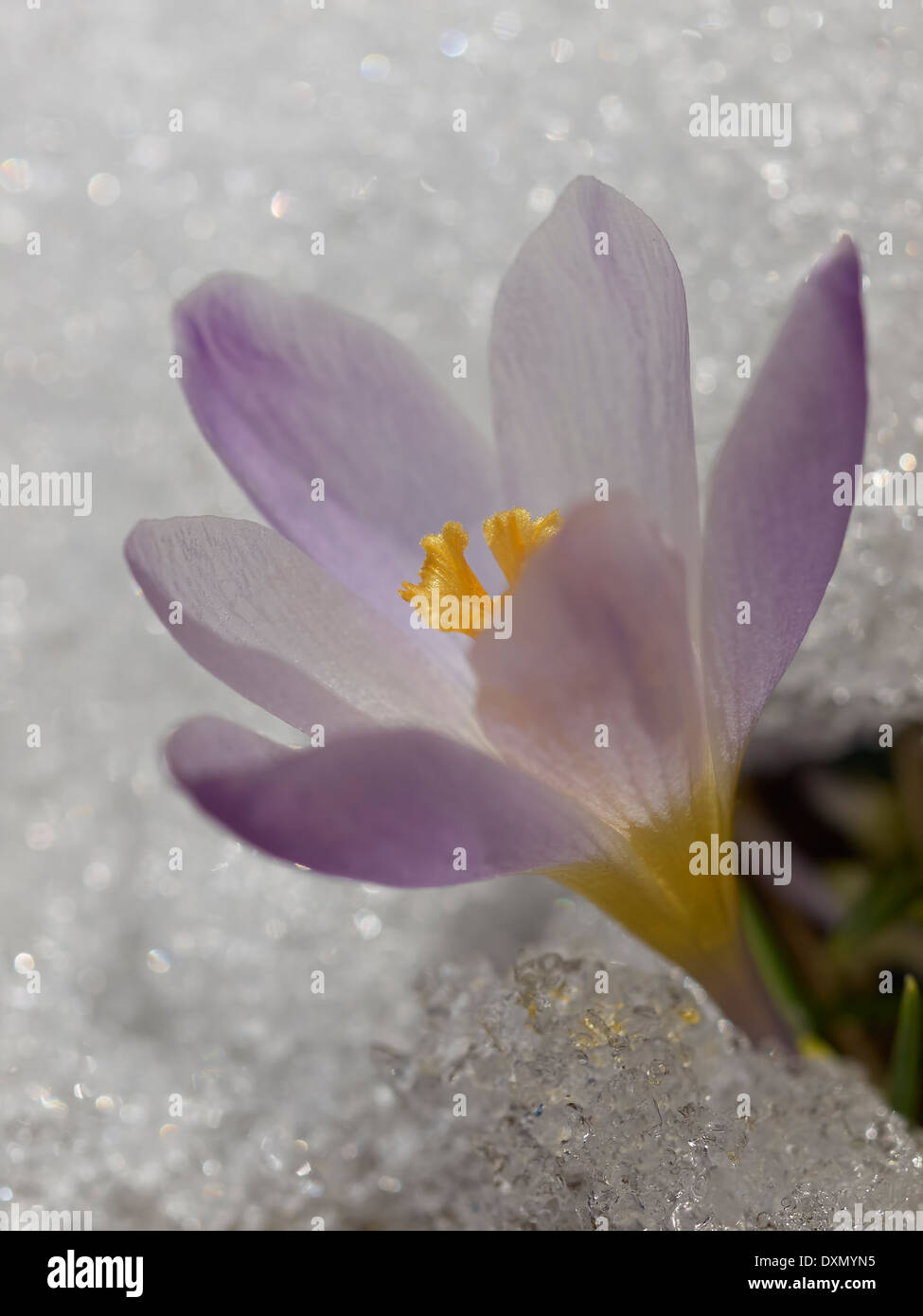 Crocus macro di fiori nella neve Foto Stock