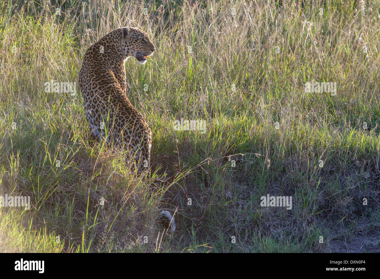 Leopard, guardando, beobachtet Foto Stock