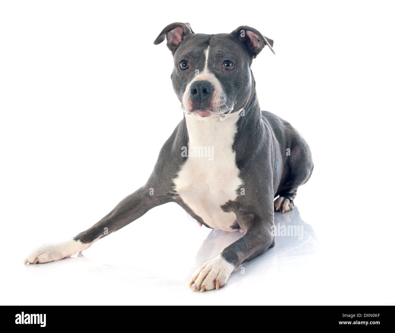 Ritratto di un american staffordshire terrier di fronte a uno sfondo bianco Foto Stock
