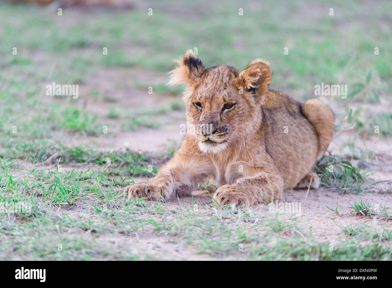 Un giovane leone, ein junger Loewe, cub Foto Stock