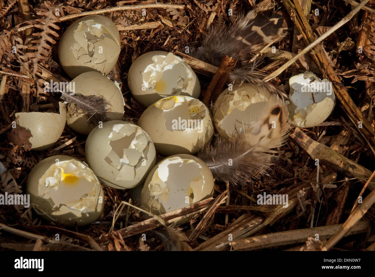 Il fagiano comune uova (Phasianus colchicus) e nest ha predatato da gazze (Pica pica) Foto Stock
