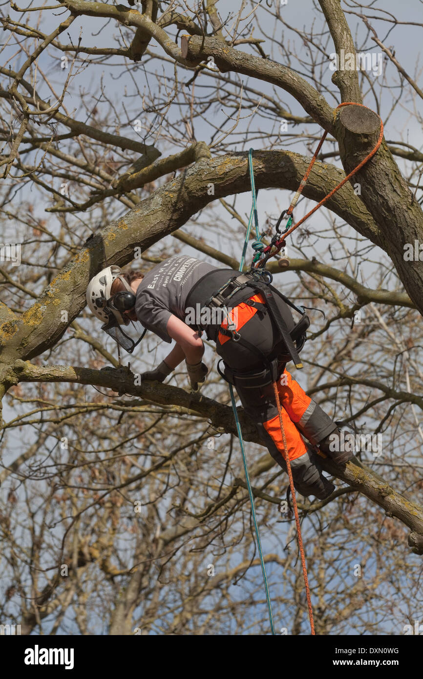 Chirurgo Tree Climbing e fissato mediante cablaggio di sicurezza alla struttura adiacente agli arti e i rami di un albero di quercia (Quercus robur). Foto Stock