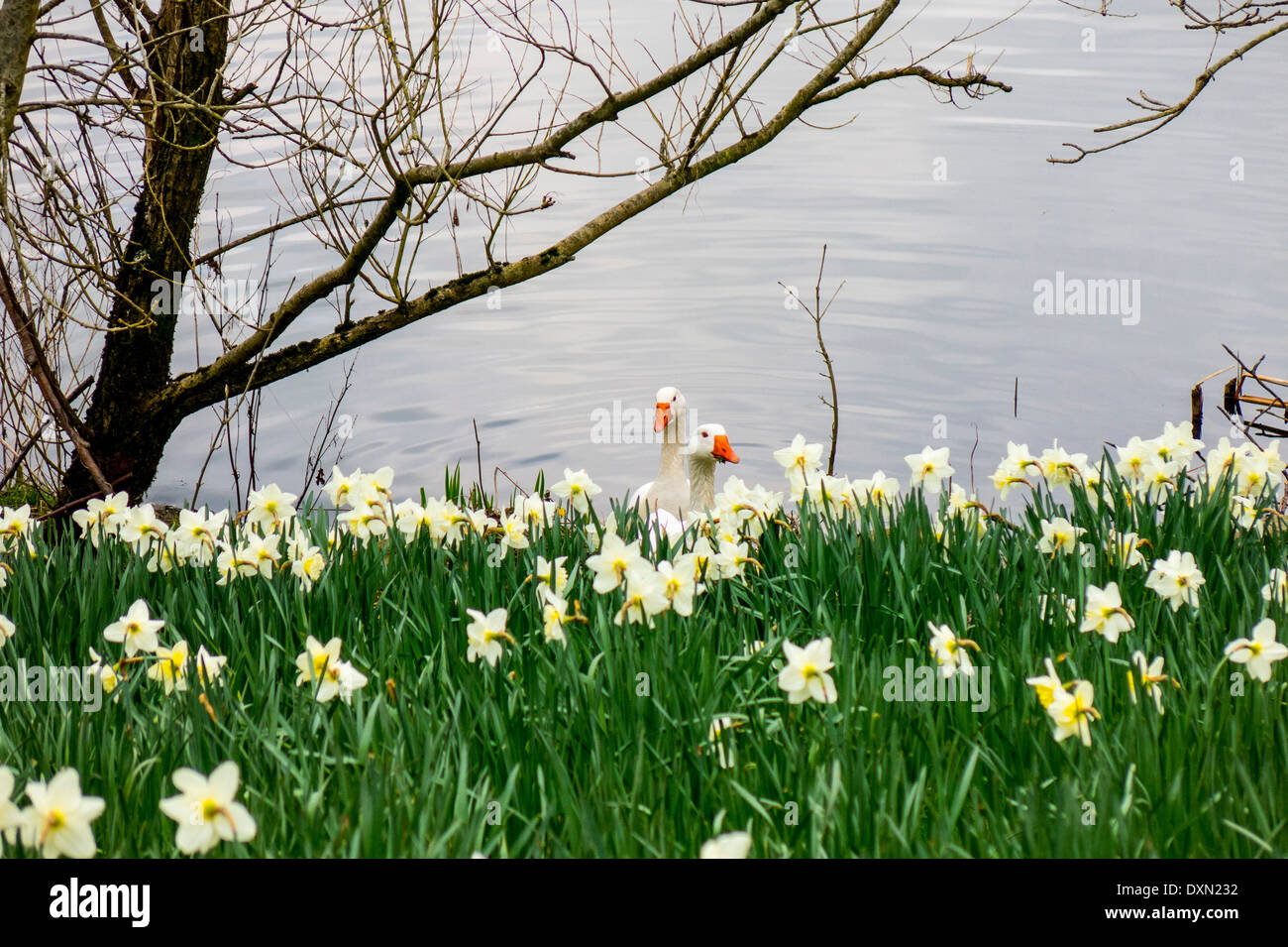 Due anatre a camminare su un fiorito banca da un lago Foto Stock