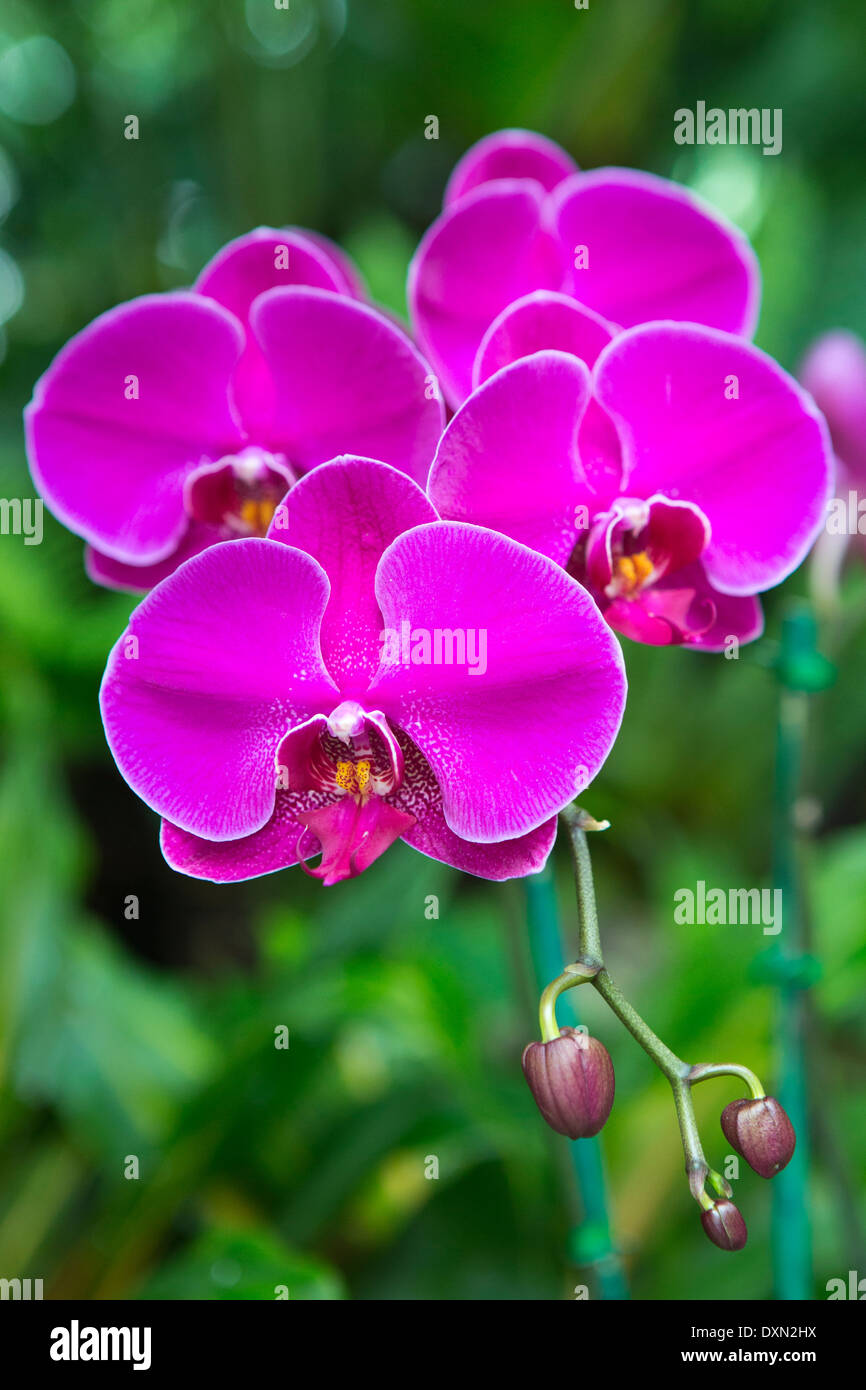 Hot pink magenta orchidee viola Foto Stock