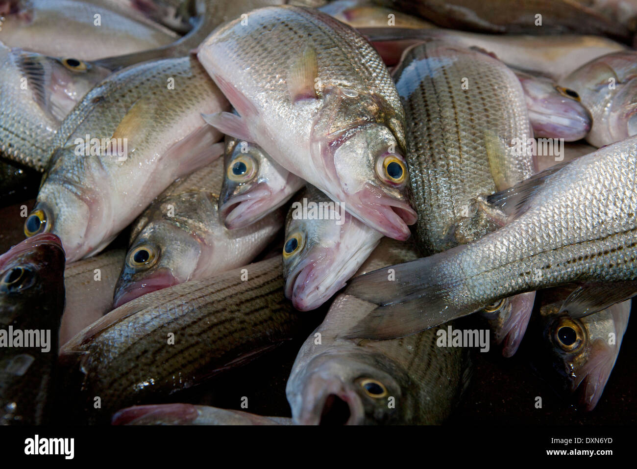 Pila di bianco fresco bass o sabbia bass (Morone chrysops) Foto Stock