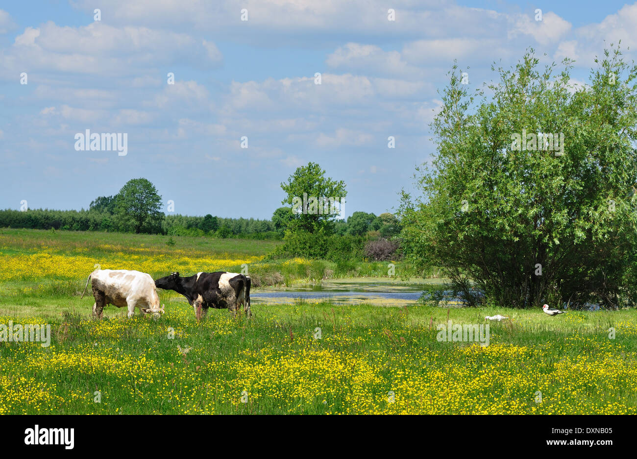 La molla del paesaggio con mucche Foto Stock