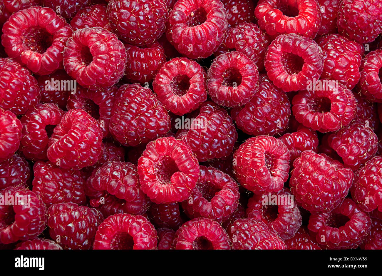 Lamponi maturi frutti closeup sfondo Foto Stock
