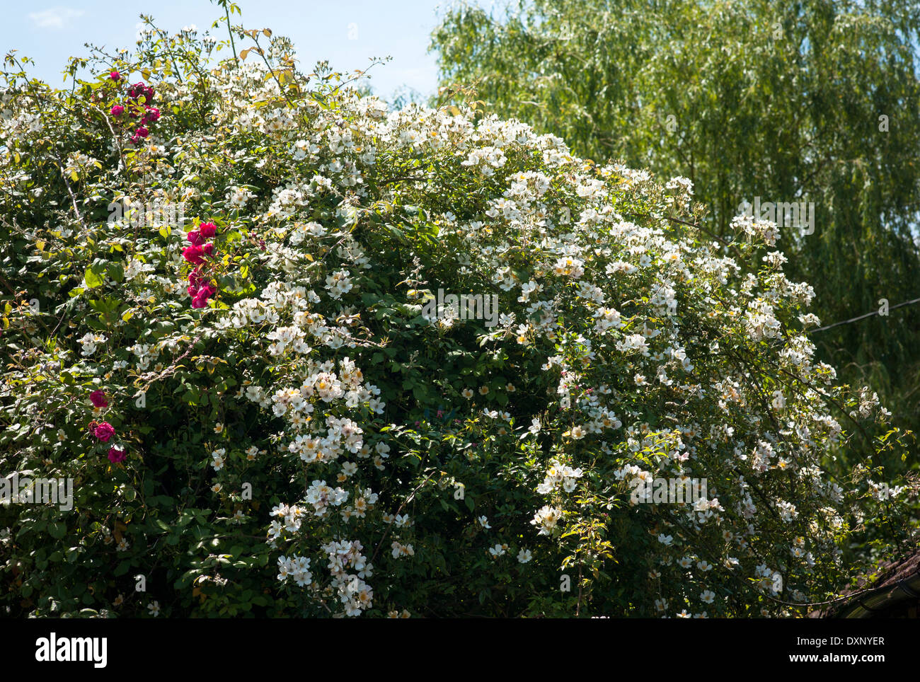Rambling Rosa giorno di nozze in un giardino inglese in giugno Foto Stock