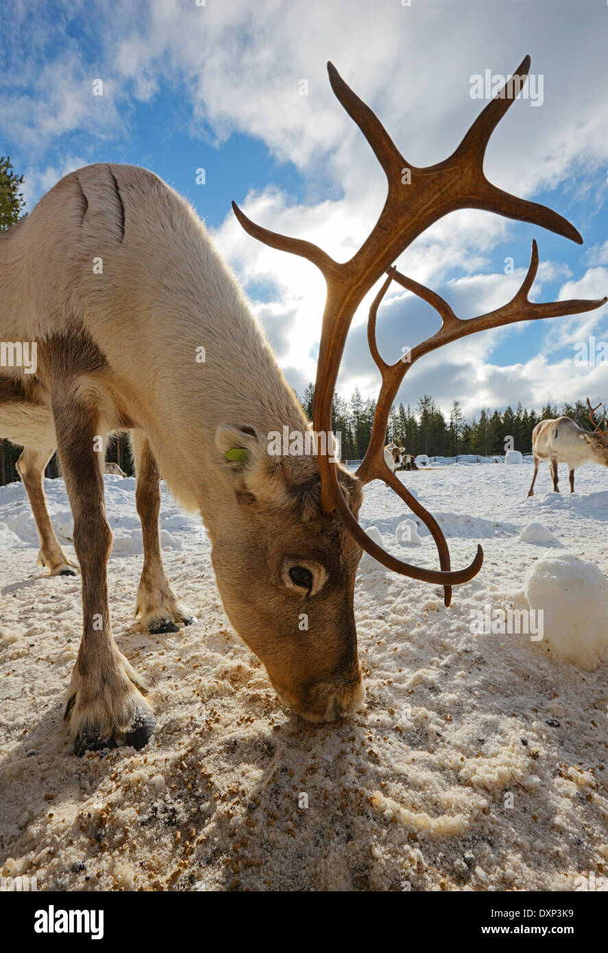 Renna maschio, Lapponia Finlandia Foto Stock