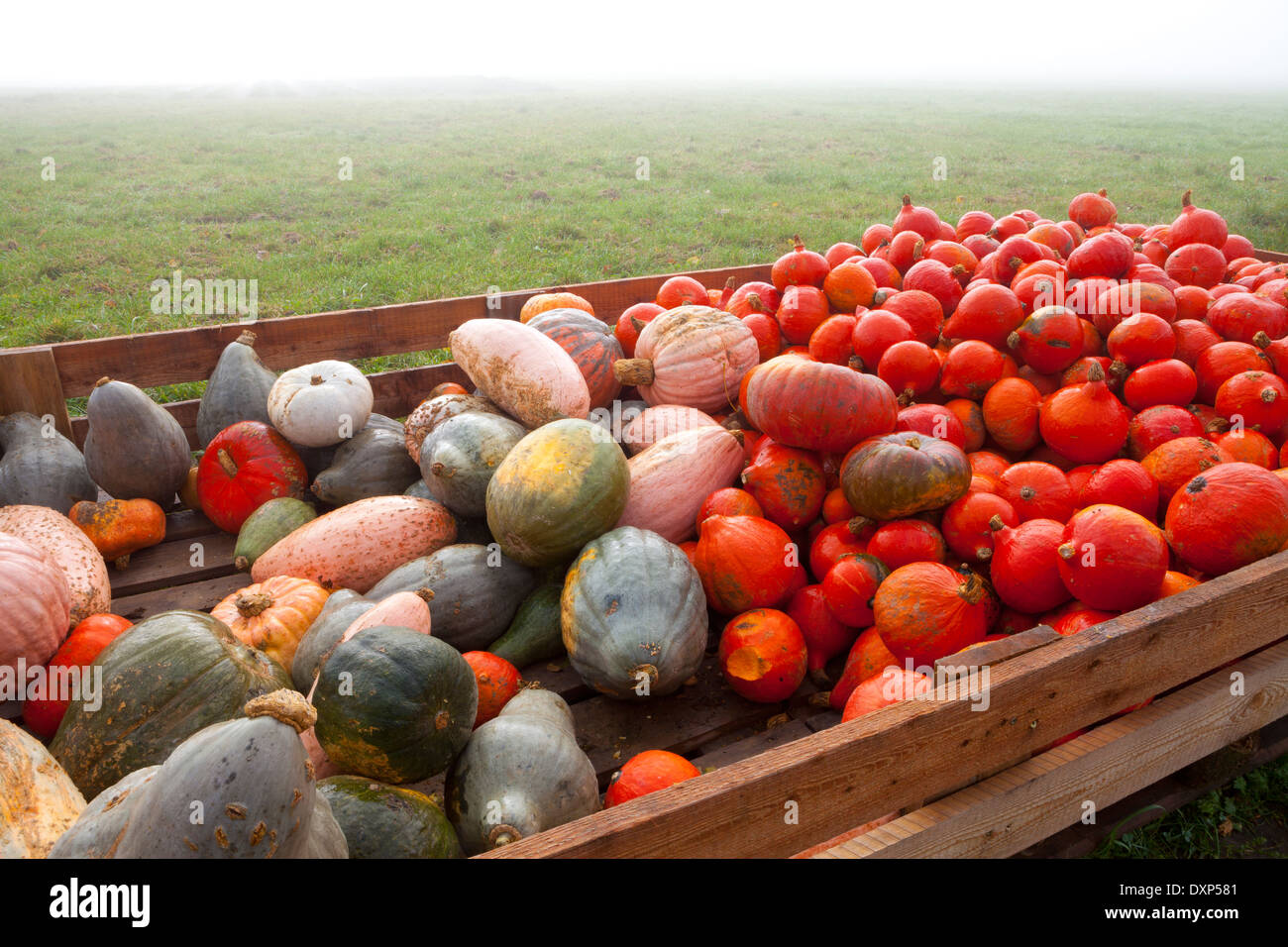 Zucche colorate per la vendita, vicino a Fussen, Baviera, Germania Foto Stock