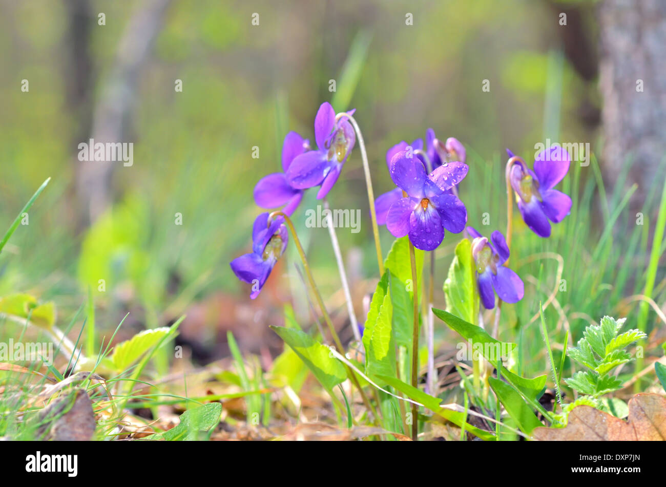 Viole fiori che fioriscono sul campo Foto Stock