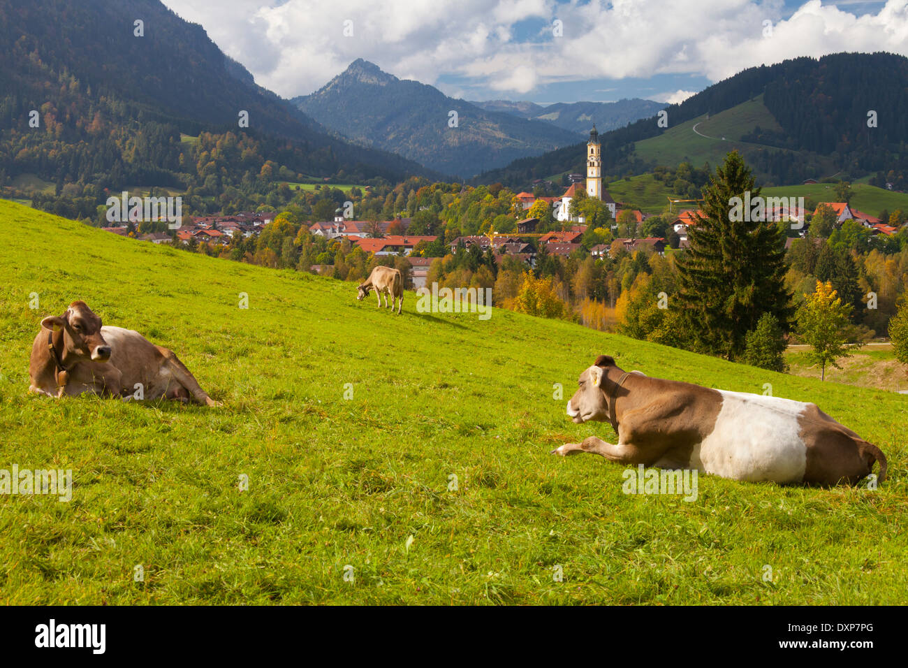 Vacche sopra la città di Pfronten (vicino a Fussen), Algovia, Baviera, Germania. Foto Stock