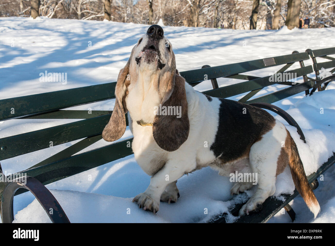 Basset Hound è un breve zampe razza di cane del hound famiglia Foto Stock
