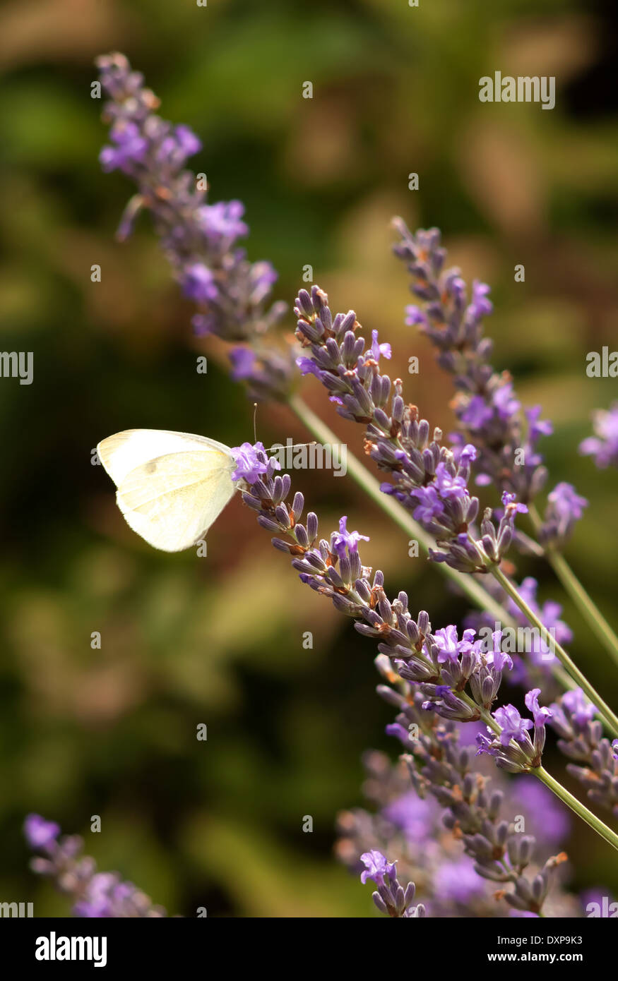 Il cavolo bianco farfalla sulla pianta di lavanda Foto Stock