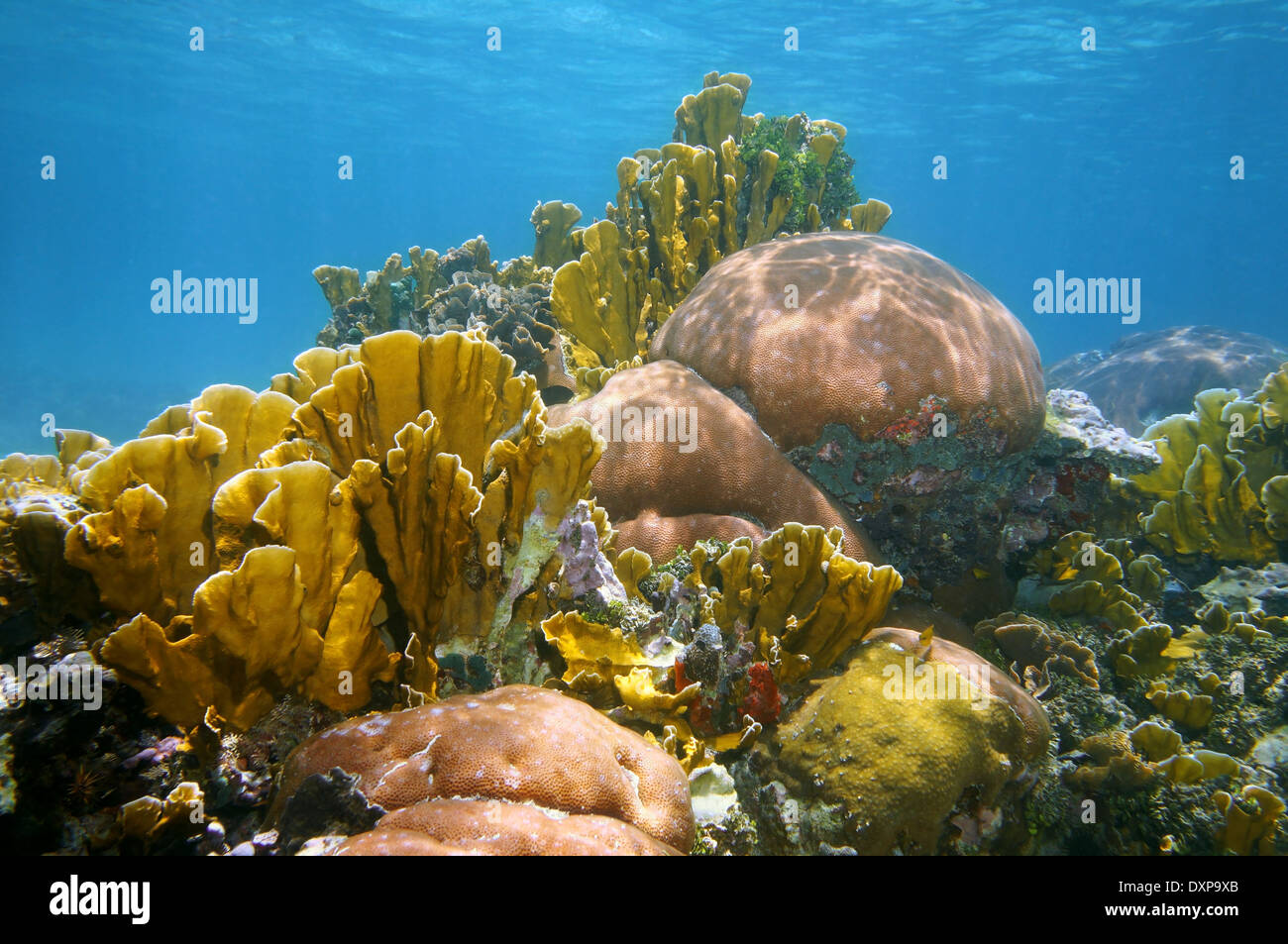 Paesaggio subacqueo barriera corallina sana del mare dei Caraibi Foto Stock