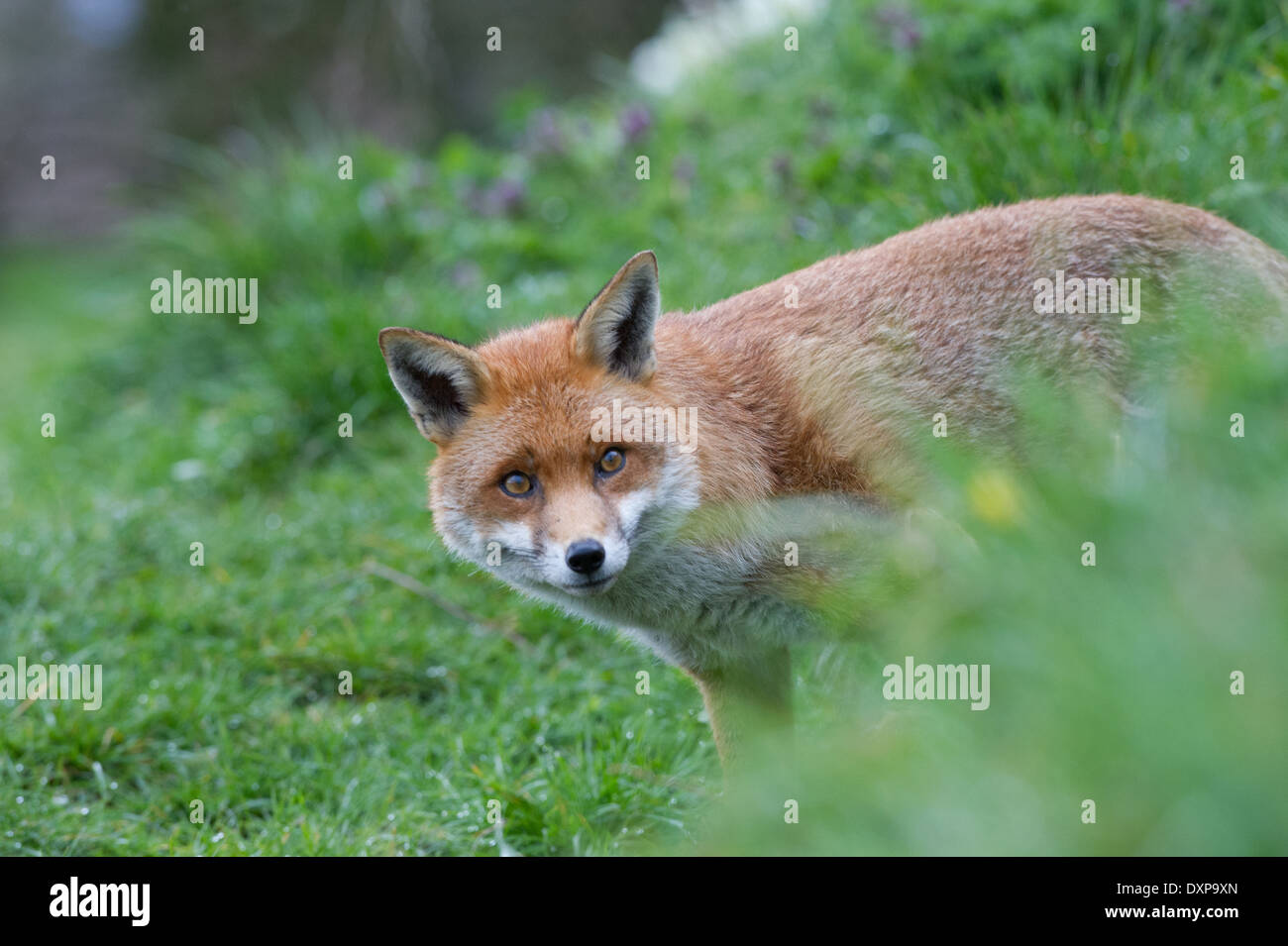 Red Fox (Vulpes vulpes vulpes) Foto Stock