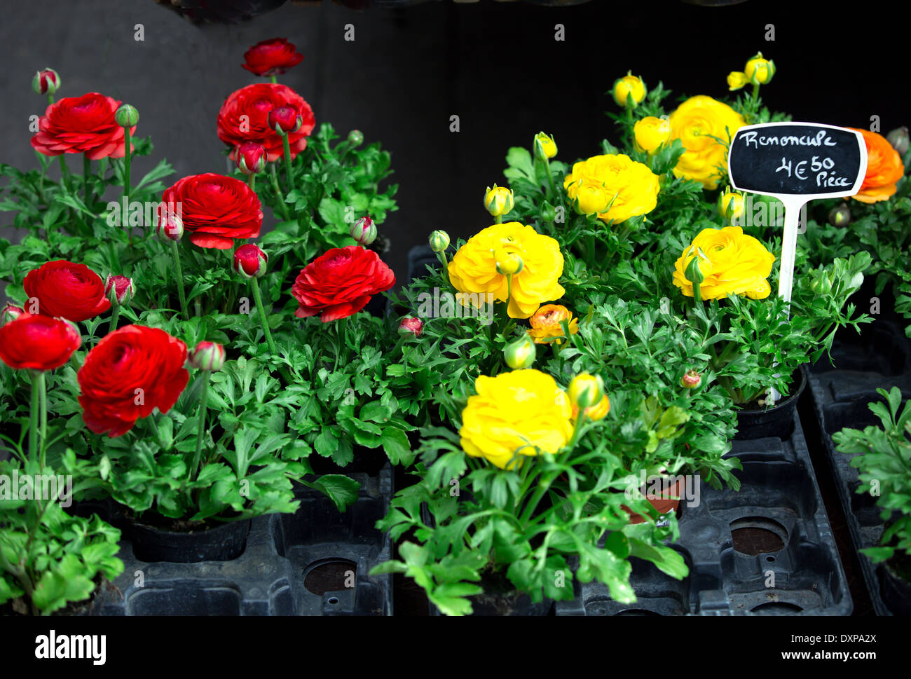 Ranunculus, disposizione, Bellezza in natura, testa di fiori, Blossom, revival rétro, Rosa, Verde, vecchio, Natura, Close-up, foglia, Foto Stock