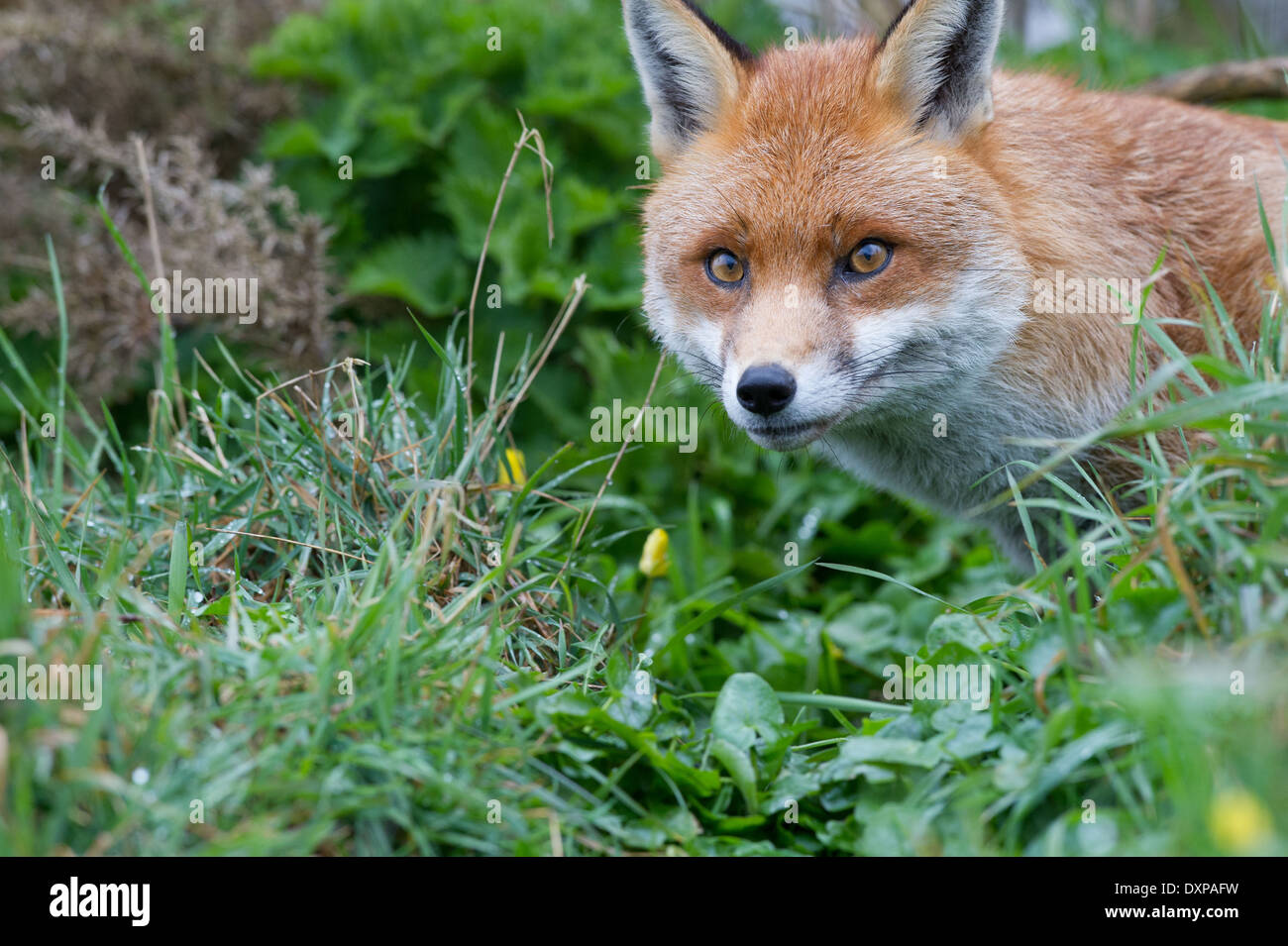 Red Fox (Vulpes vulpes vulpes) Foto Stock