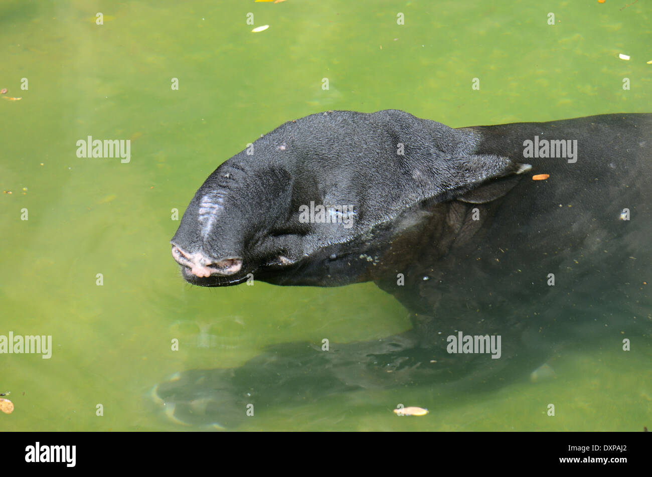 Bella: la malese tapiro (Tapirus indicus) di appoggio in stagno Foto Stock