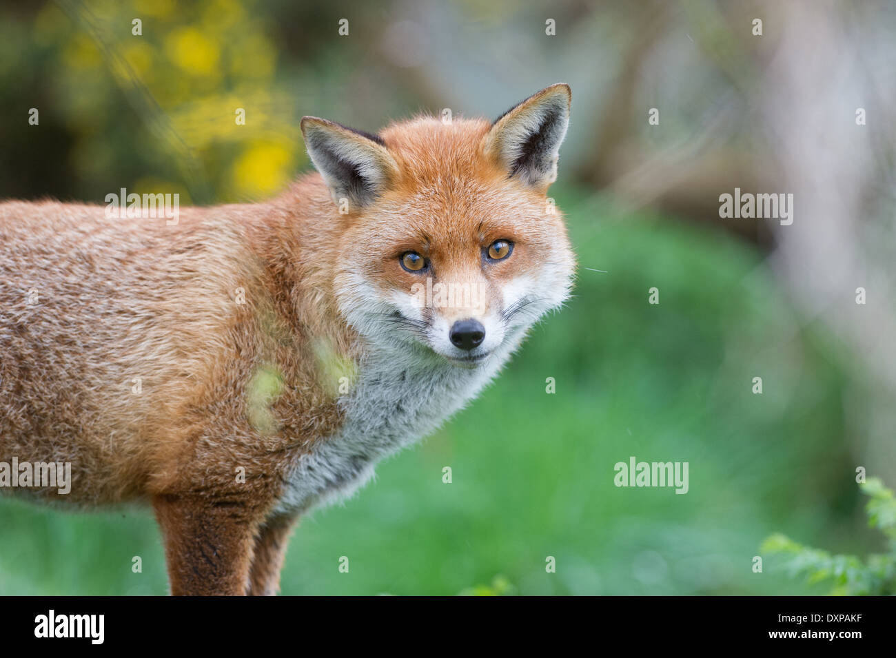 Red Fox (Vulpes vulpes vulpes) Foto Stock