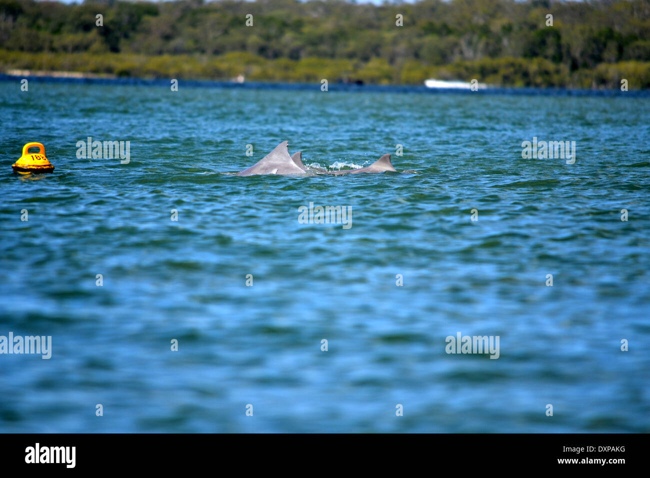 I delfini nuotare lungo Pumicestone passaggio, Bribie Island, Queensland Australia Foto Stock