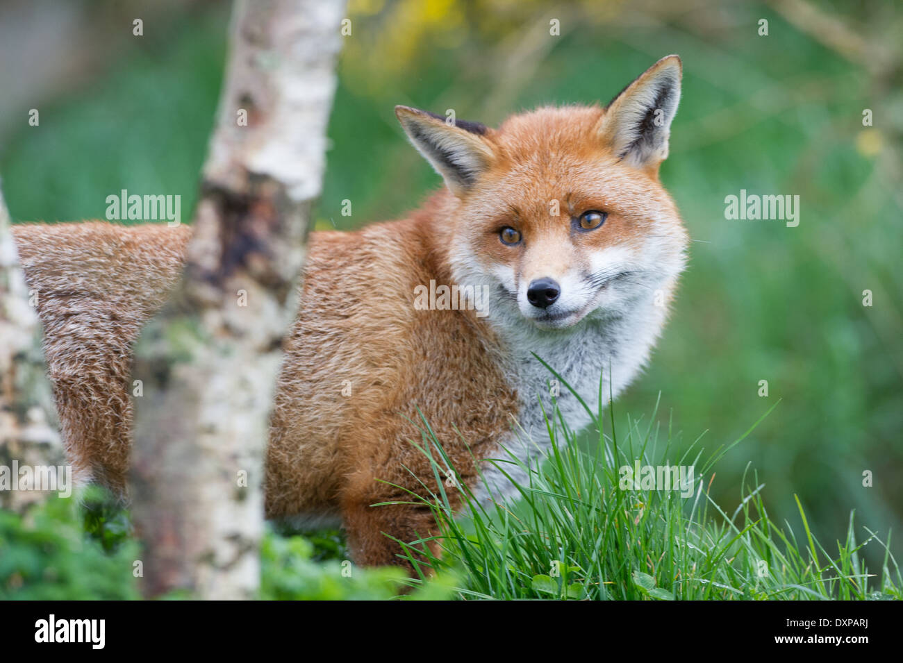 Red Fox (Vulpes vulpes vulpes) Foto Stock
