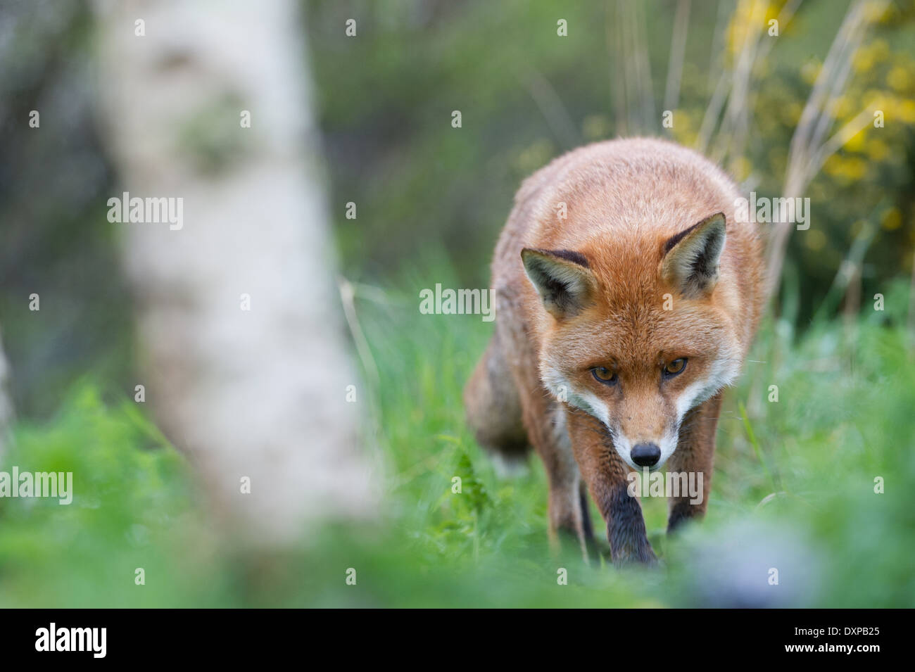 Red Fox (Vulpes vulpes vulpes) Foto Stock