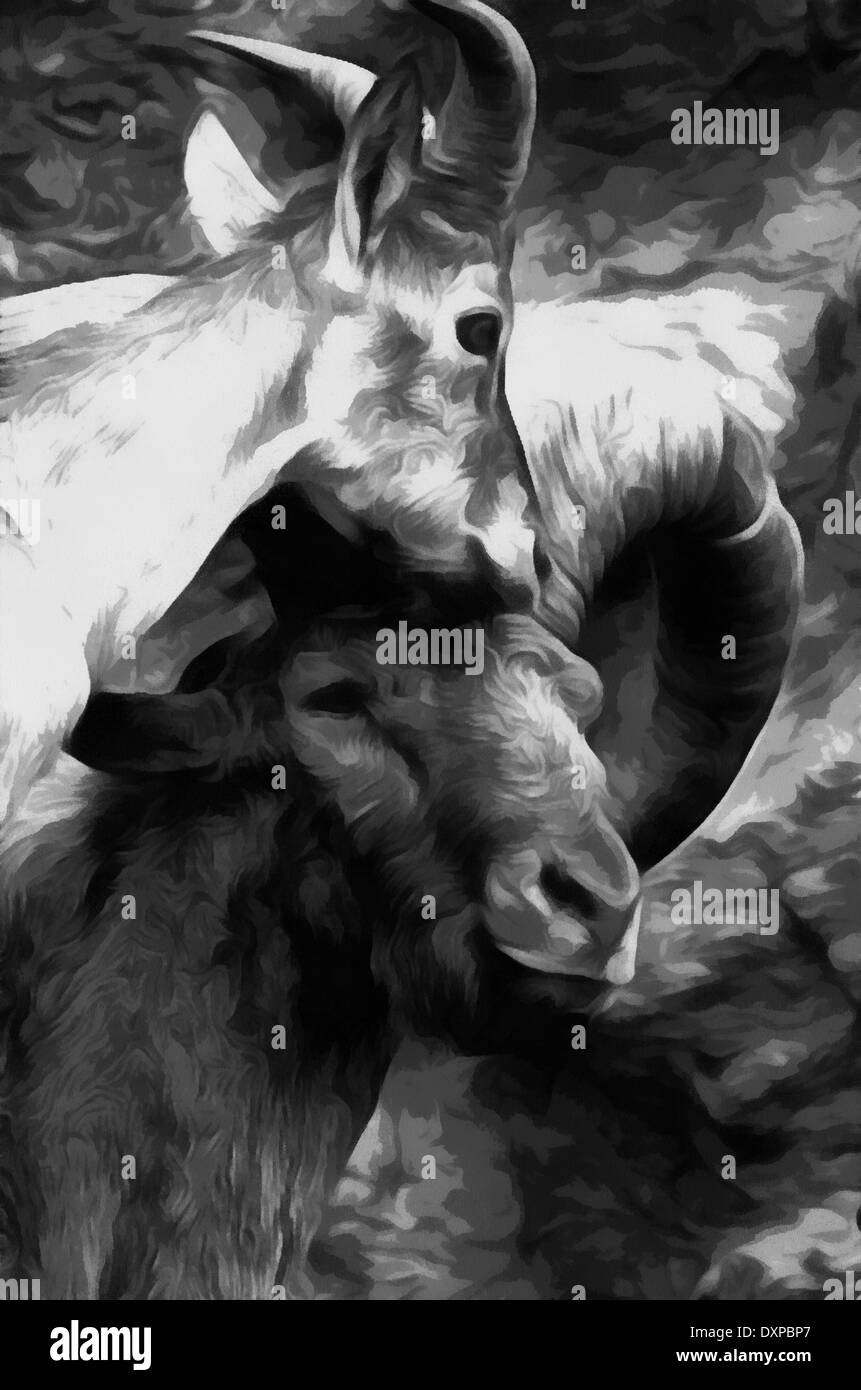 Bighorn o Bighorn (lat. Ovis canadensis) - tipo di ordinamento di selvaggi-pecora ungulati, acquerello, capra Foto Stock