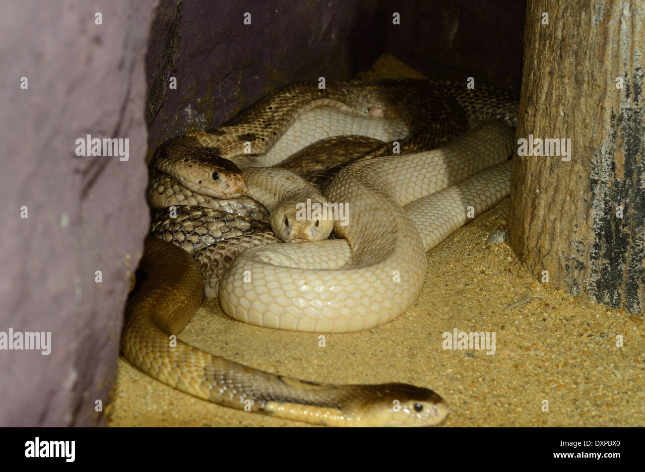 Bella albino e comune Monocellate Cobra (Naja kaouthia) nel terrarium Foto Stock