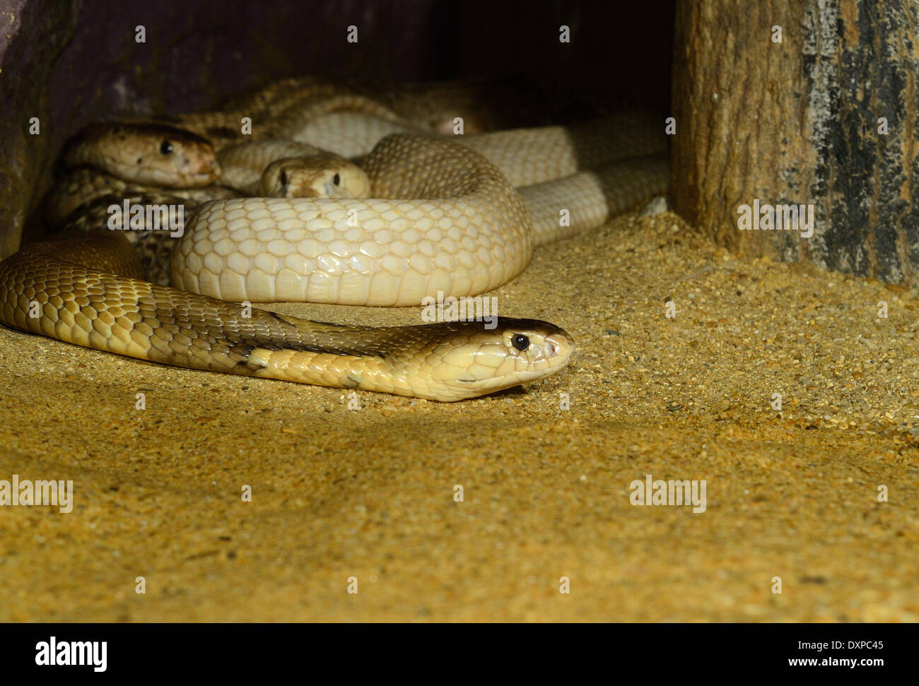 Bella albino e comune Monocellate Cobra (Naja kaouthia) nel terrarium Foto Stock