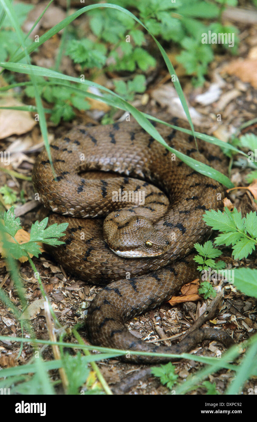 Asp Asp viper, Europeo asp, aspic viper, Aspisviper, Aspis-Viper, Vipera aspis, Vipern, Ottern, dai Viperidi, vipere Foto Stock