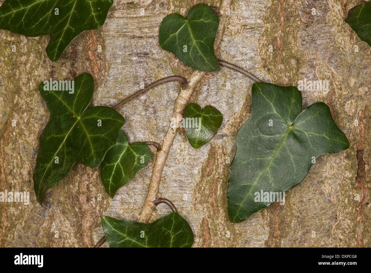 Edera comune, inglese Evy, leaf, foglie Blatt, Blätter, Hedera helix, Lierre grimpant Foto Stock